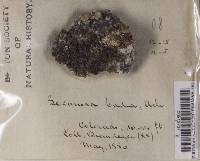 Lecanora badia image