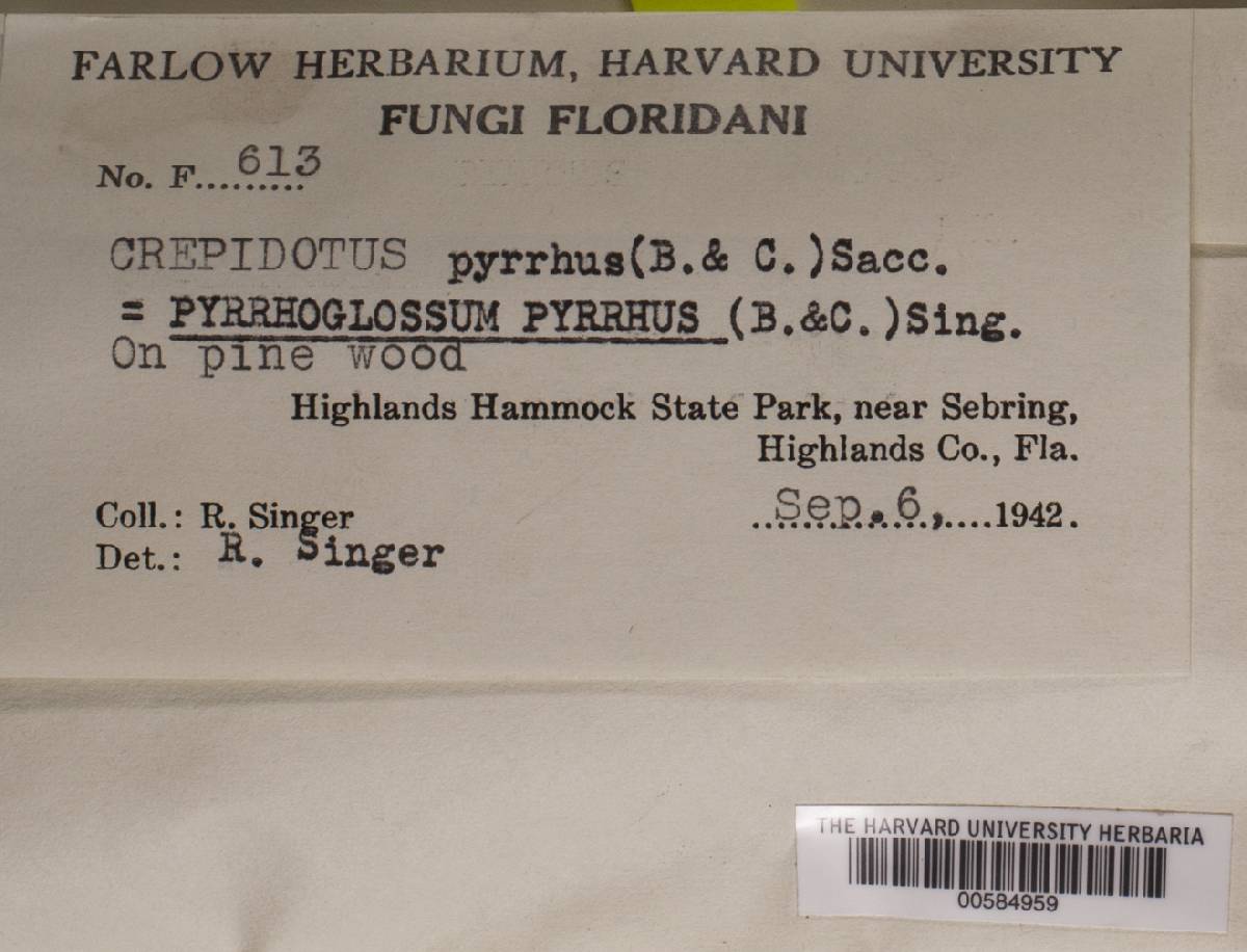Pyrrhoglossum image