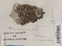 Bacidia rubella image