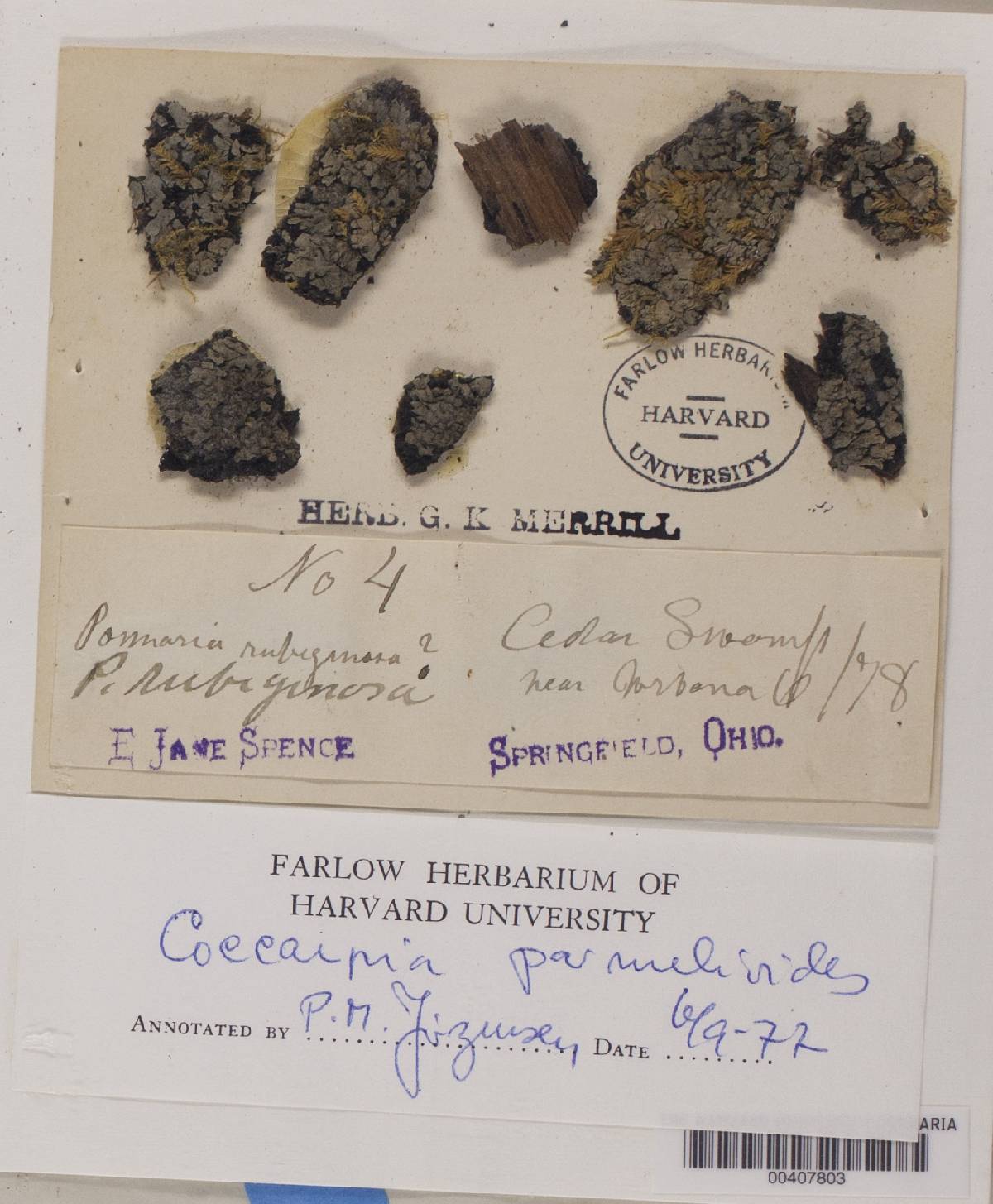 Coccocarpia erythroxyli image