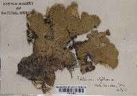 Peltigera aphthosa image