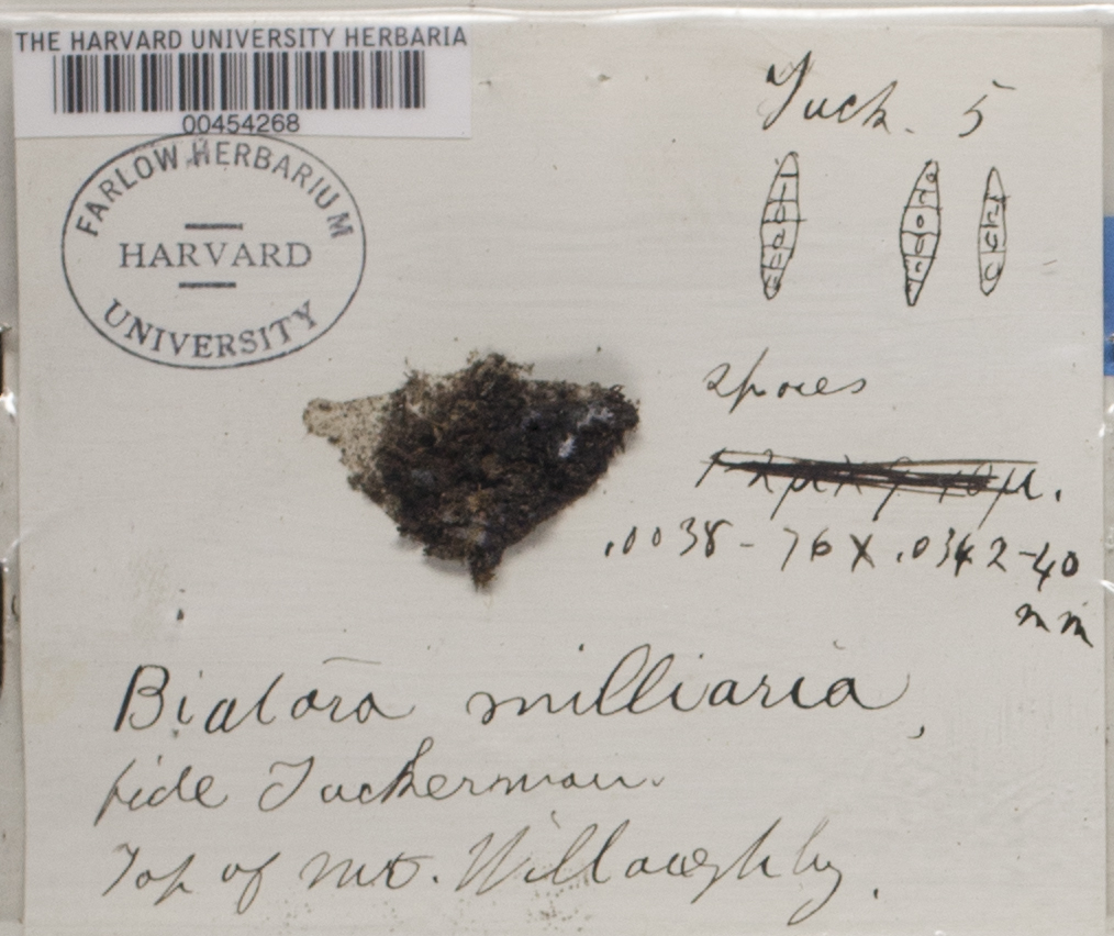 Micarea lignaria var. lignaria image