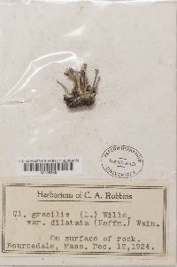 Cladonia gracilis image