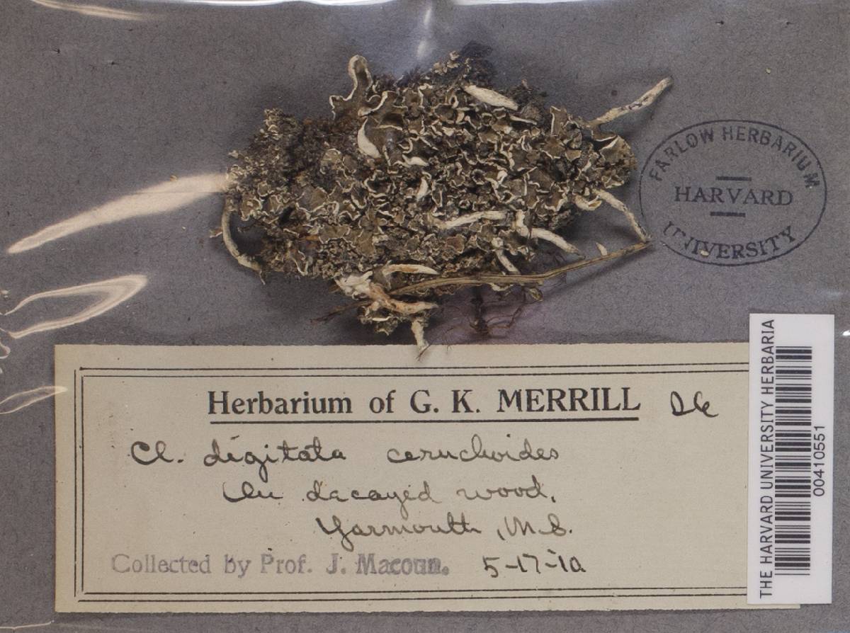 Cladonia digitata var. ceruchoides image