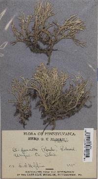 Cladonia furcata image