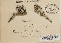 Cladonia cervicornis ssp. verticillata image