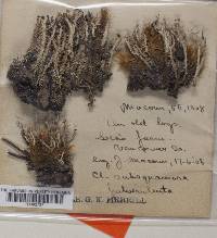 Cladonia squamosa var. subsquamosa image