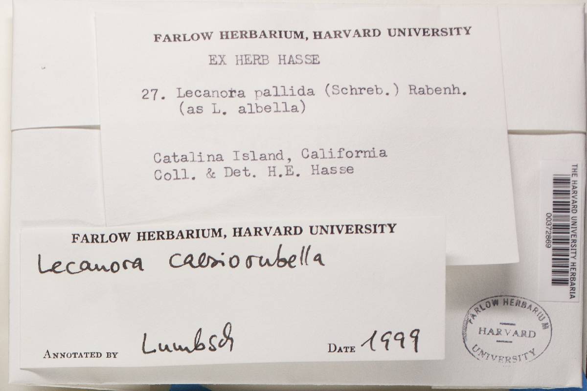 Lecanora caesiorubella image
