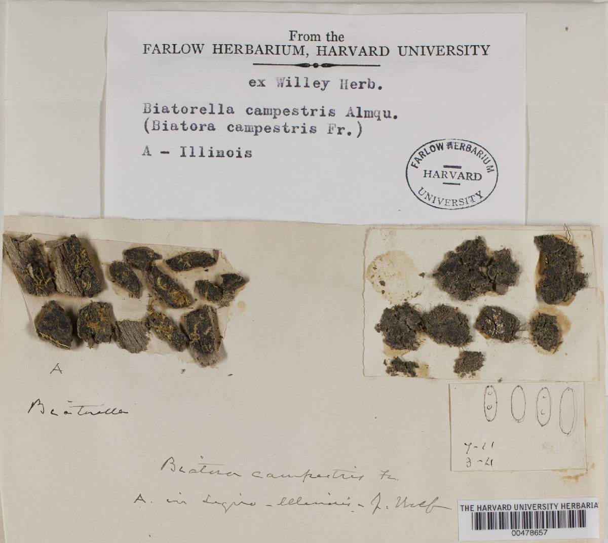 Sarcosagium campestre var. campestre image