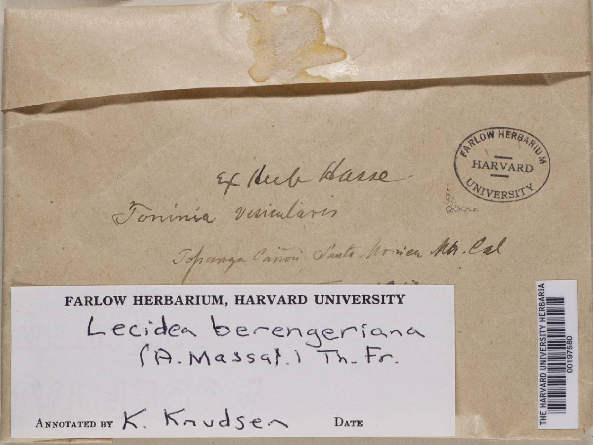 Lecidea berengeriana image