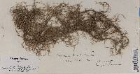 Usnea barbata var. hirta image