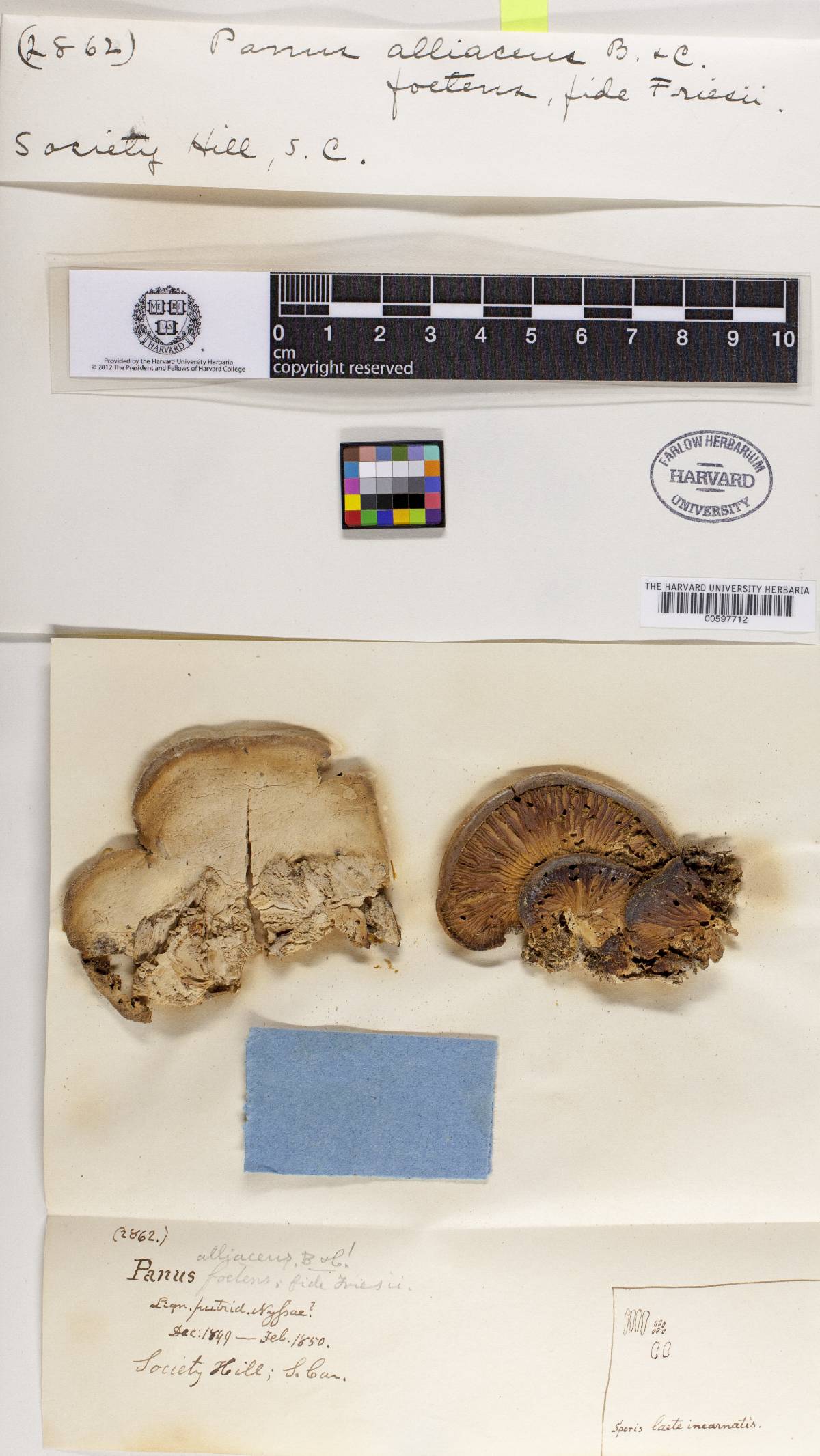 Panus alliaceus image