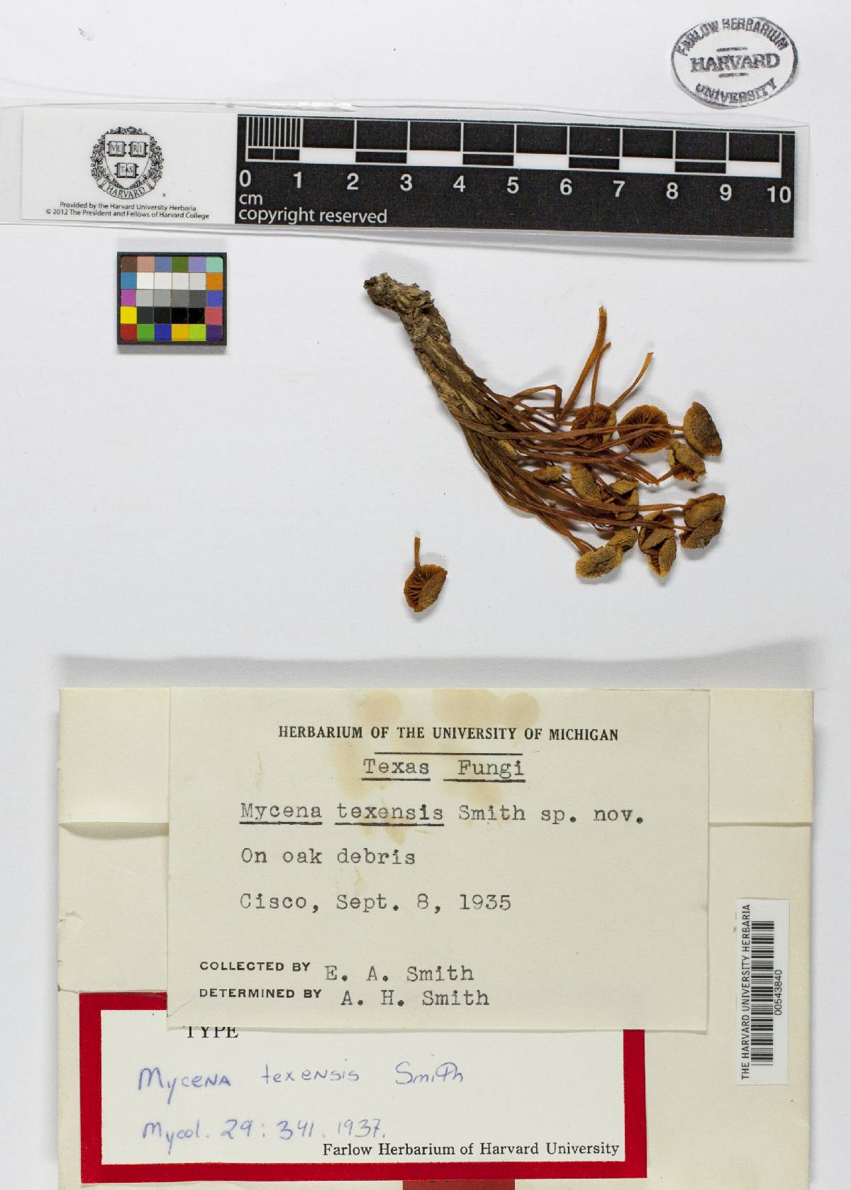 Mycena texensis image