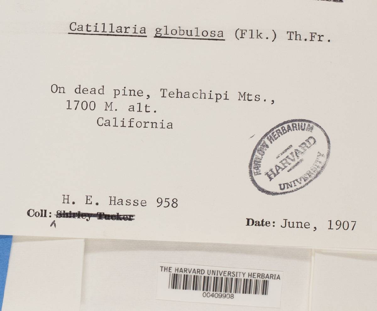 Biatora globulosa image