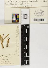 Clavulinopsis fusiformis image