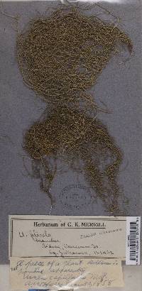 Usnea capillaris image