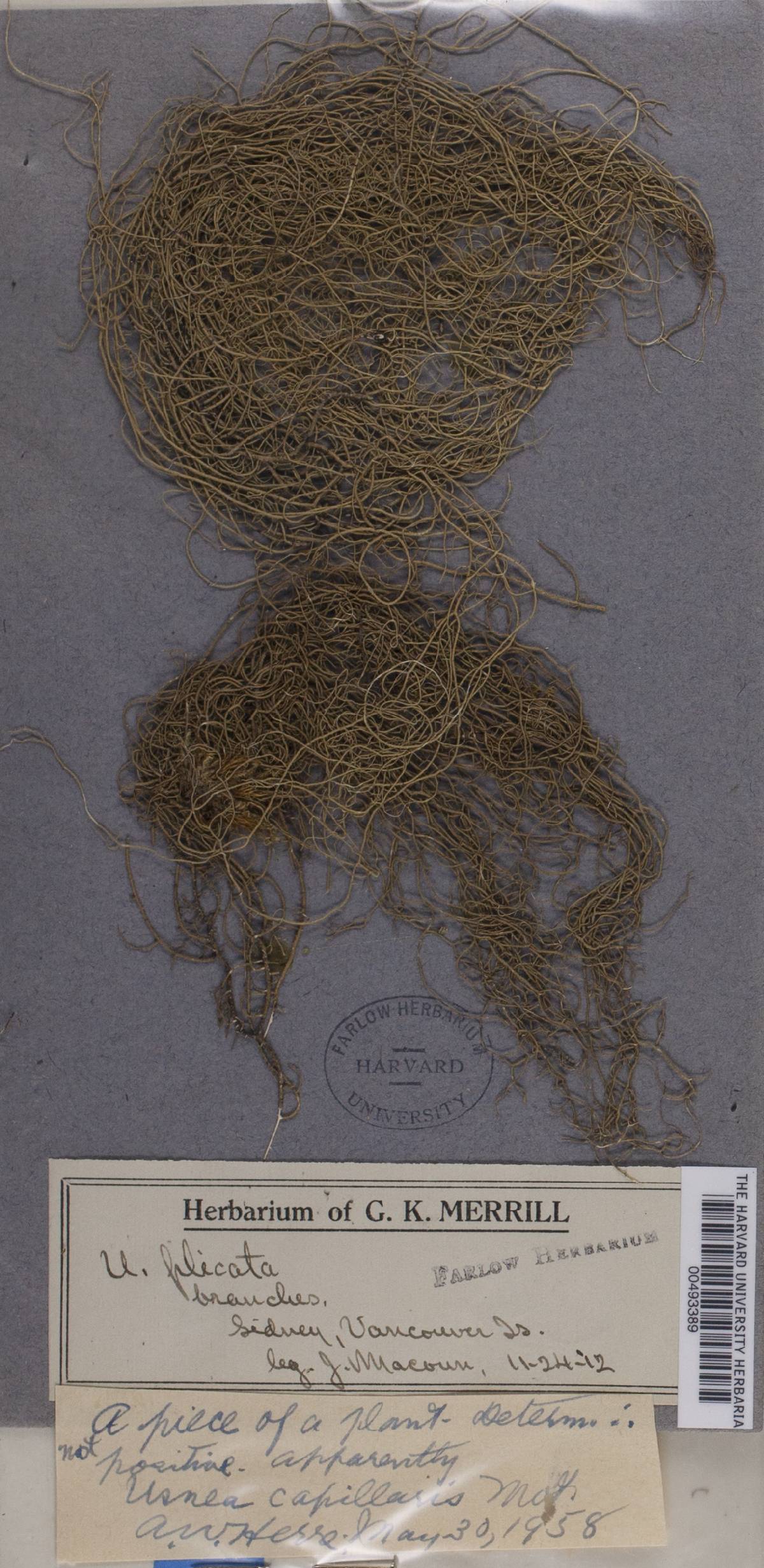 Usnea capillaris image