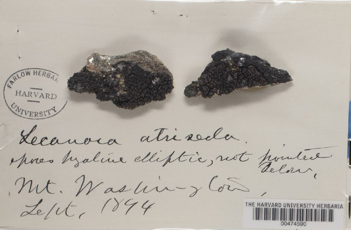 Protoparmelia atriseda image