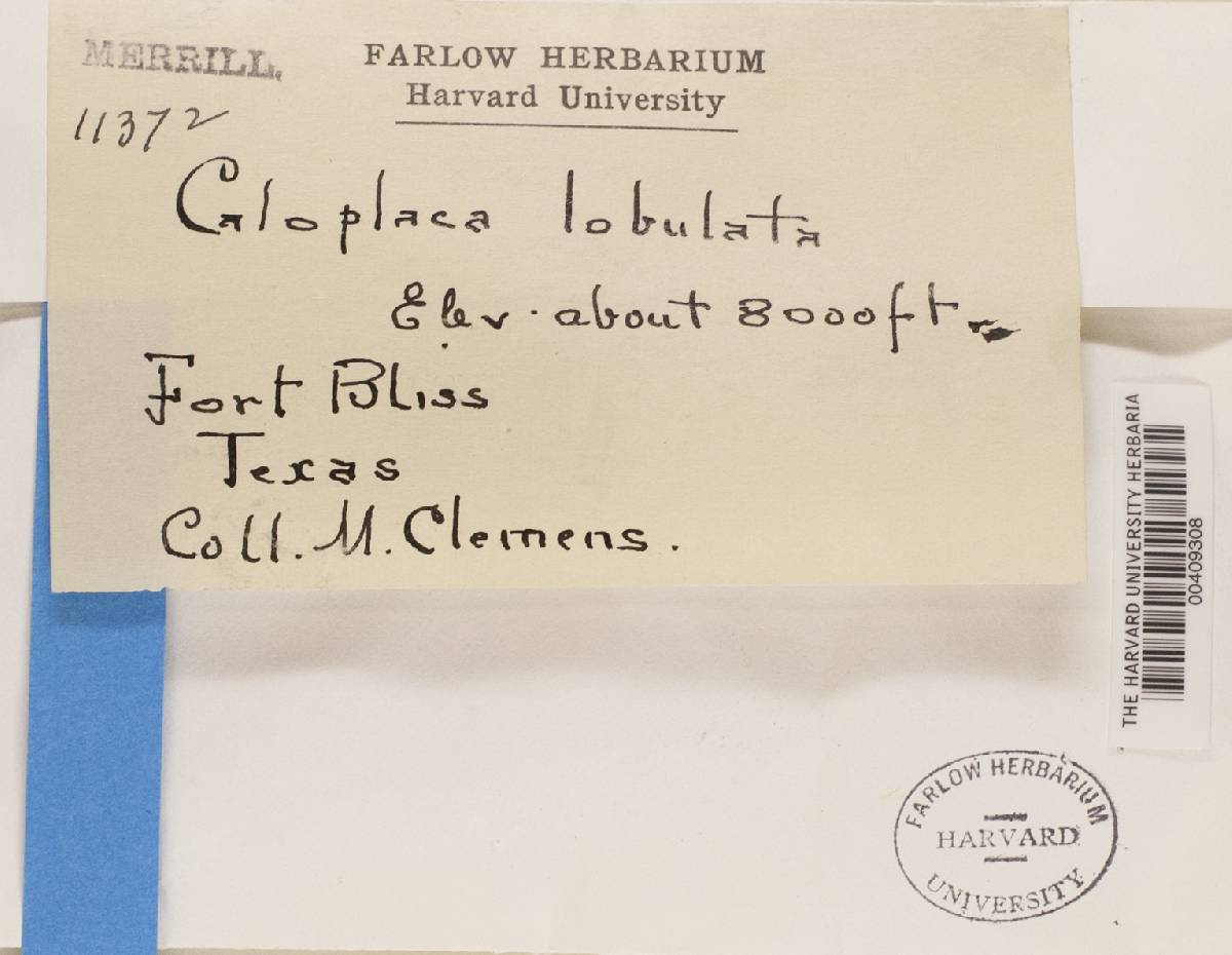 Caloplaca lobulata image