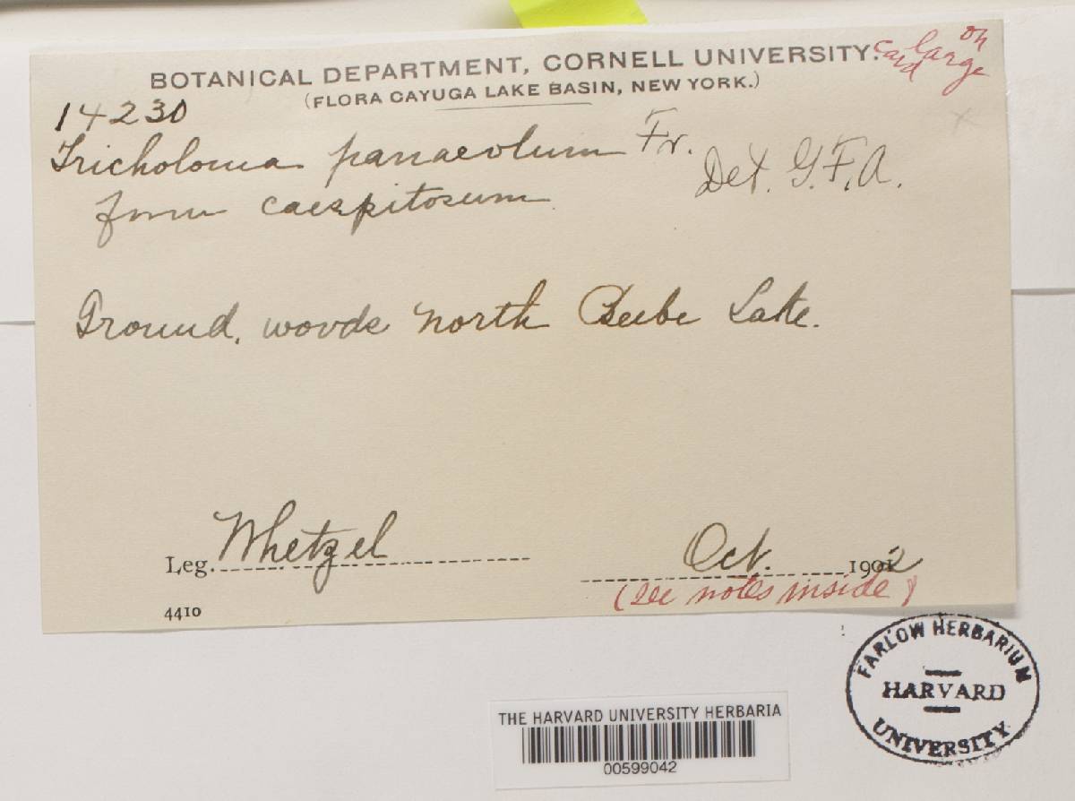Lepista panaeolus image