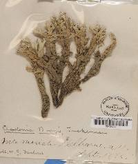 Cladonia boryi image