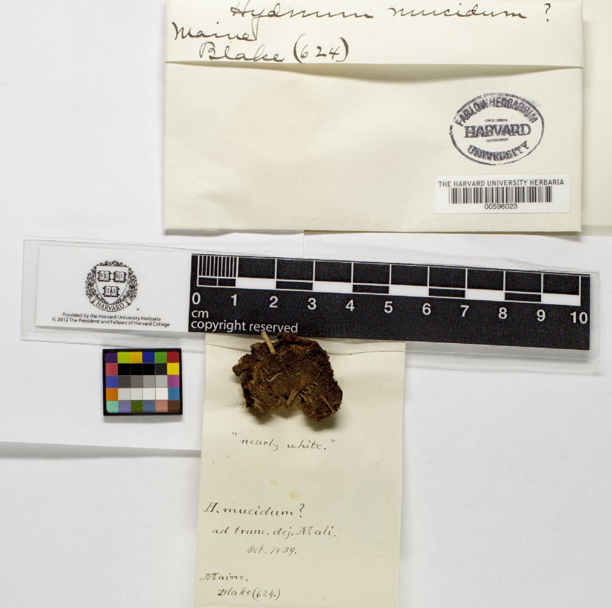 Cristinia image