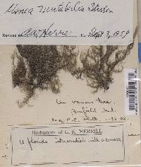 Usnea mutabilis image