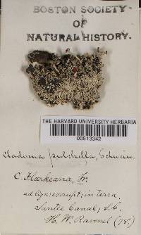 Cladonia pulchella image
