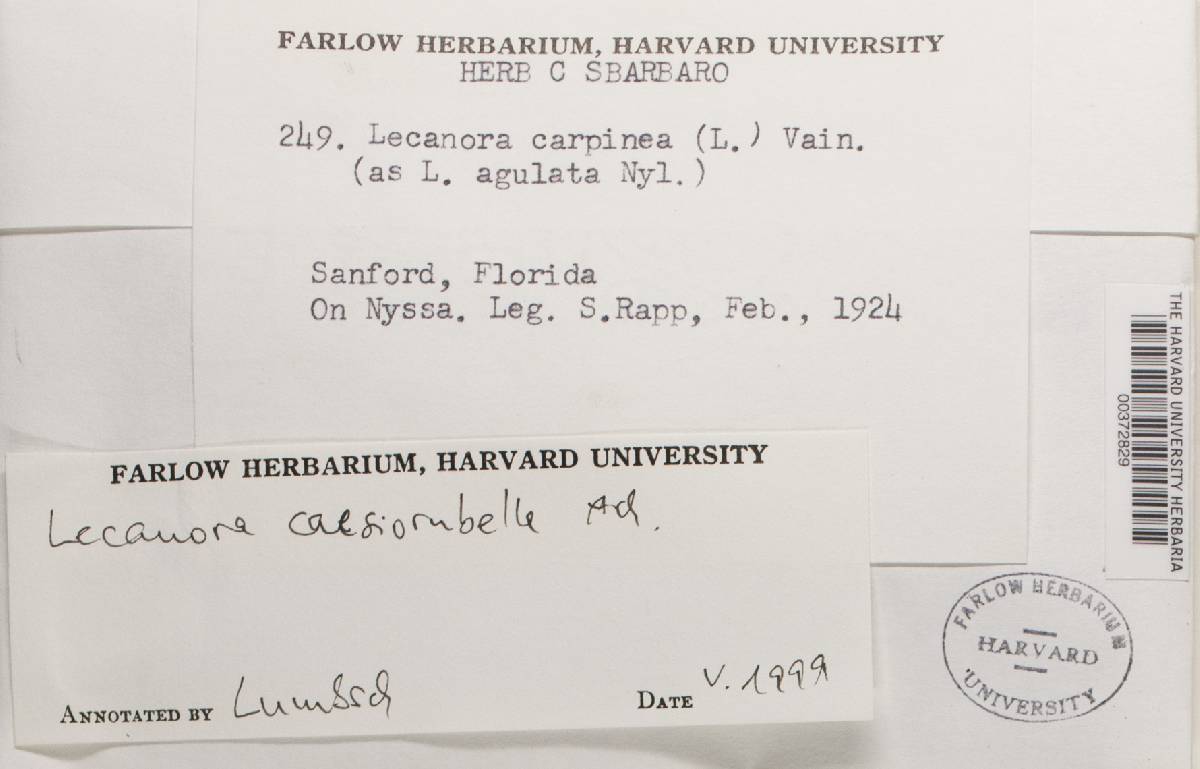 Lecanora caesiorubella image