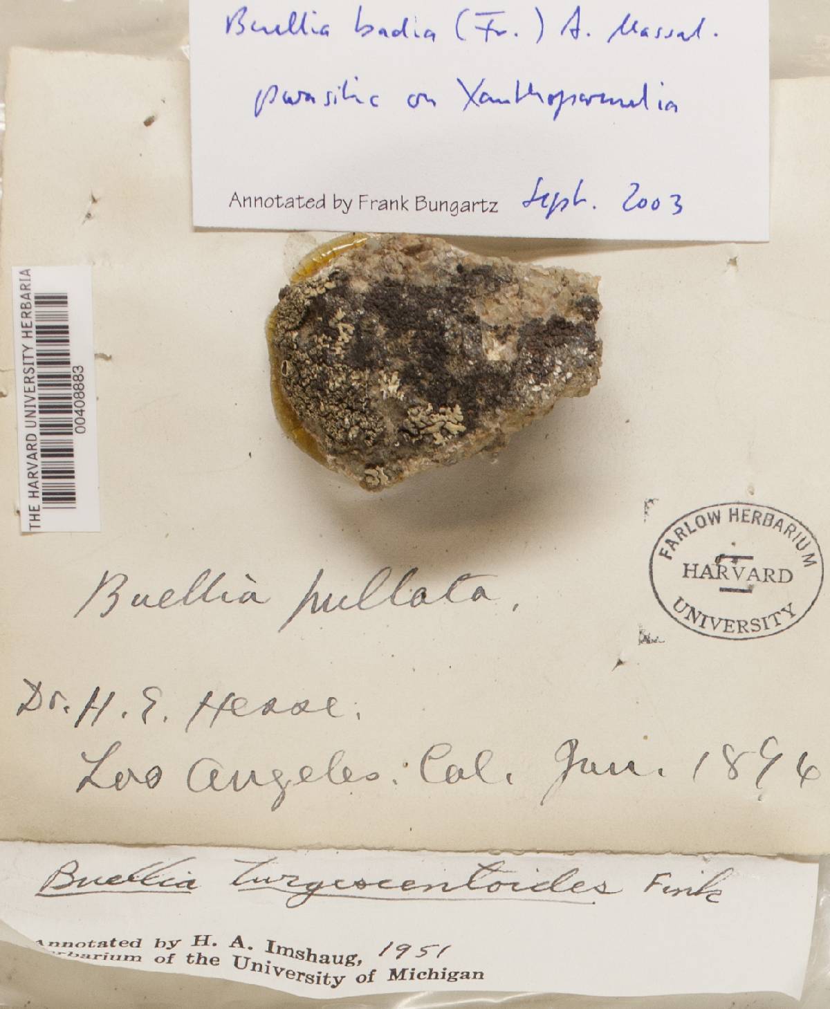 Buellia badia image