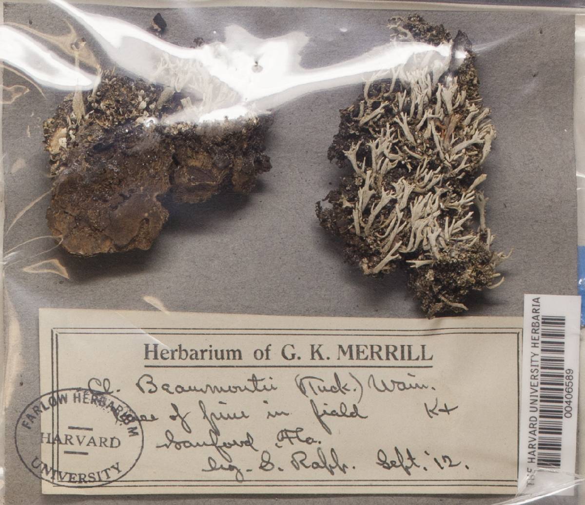 Cladonia bacillaris image