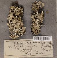 Cladonia pyxidata var. neglecta image