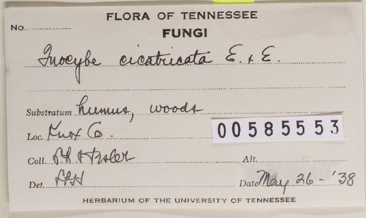 Inocybe cicatricata image