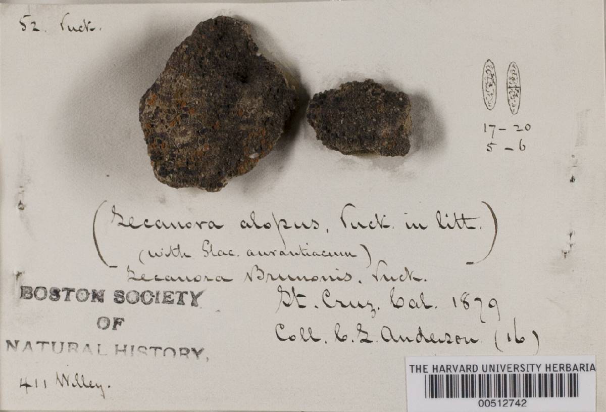 Lecanora brunonis image