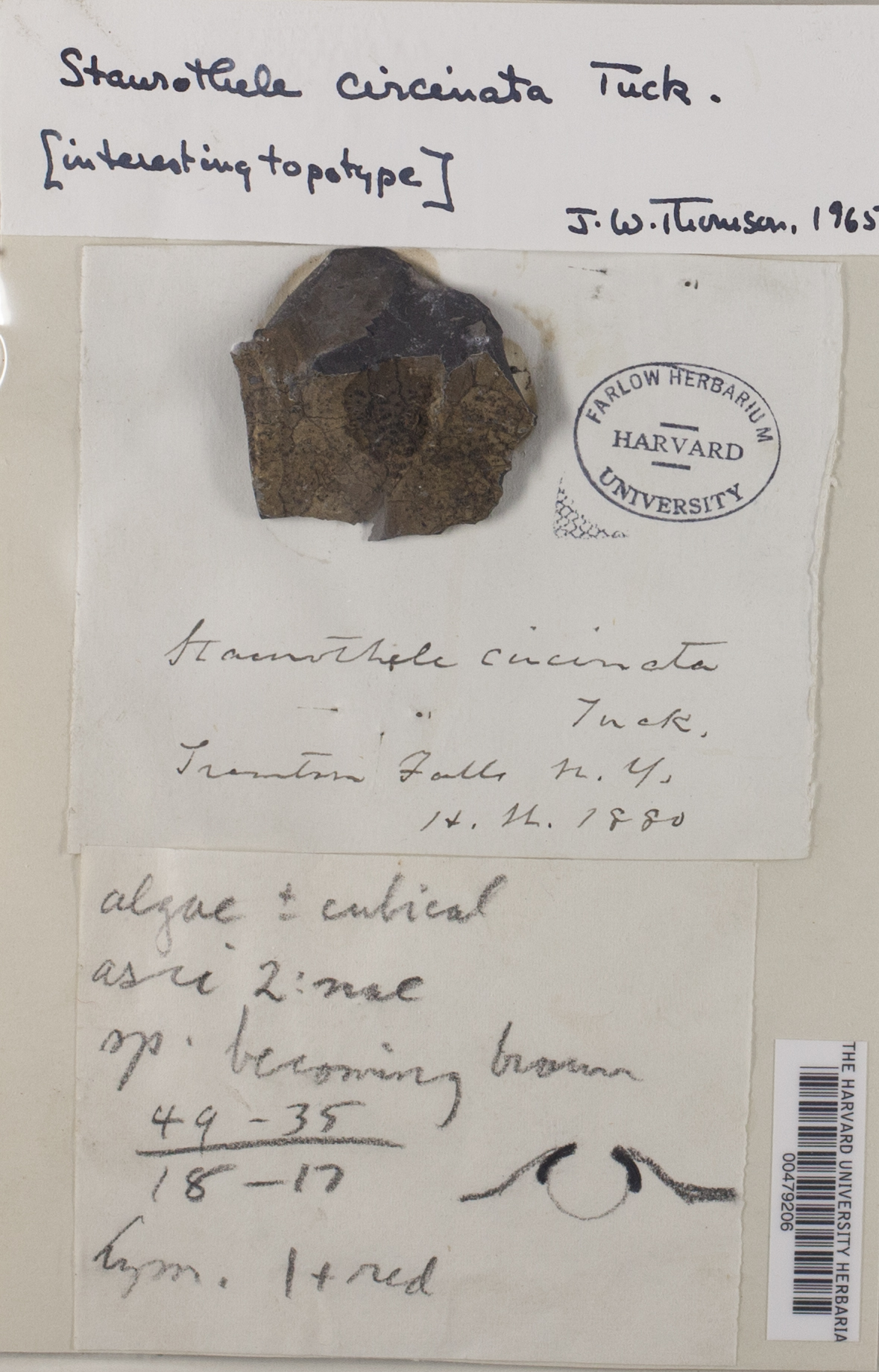Staurothele circinata image