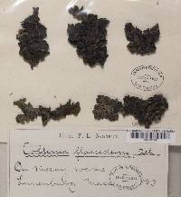 Collema flaccidum image