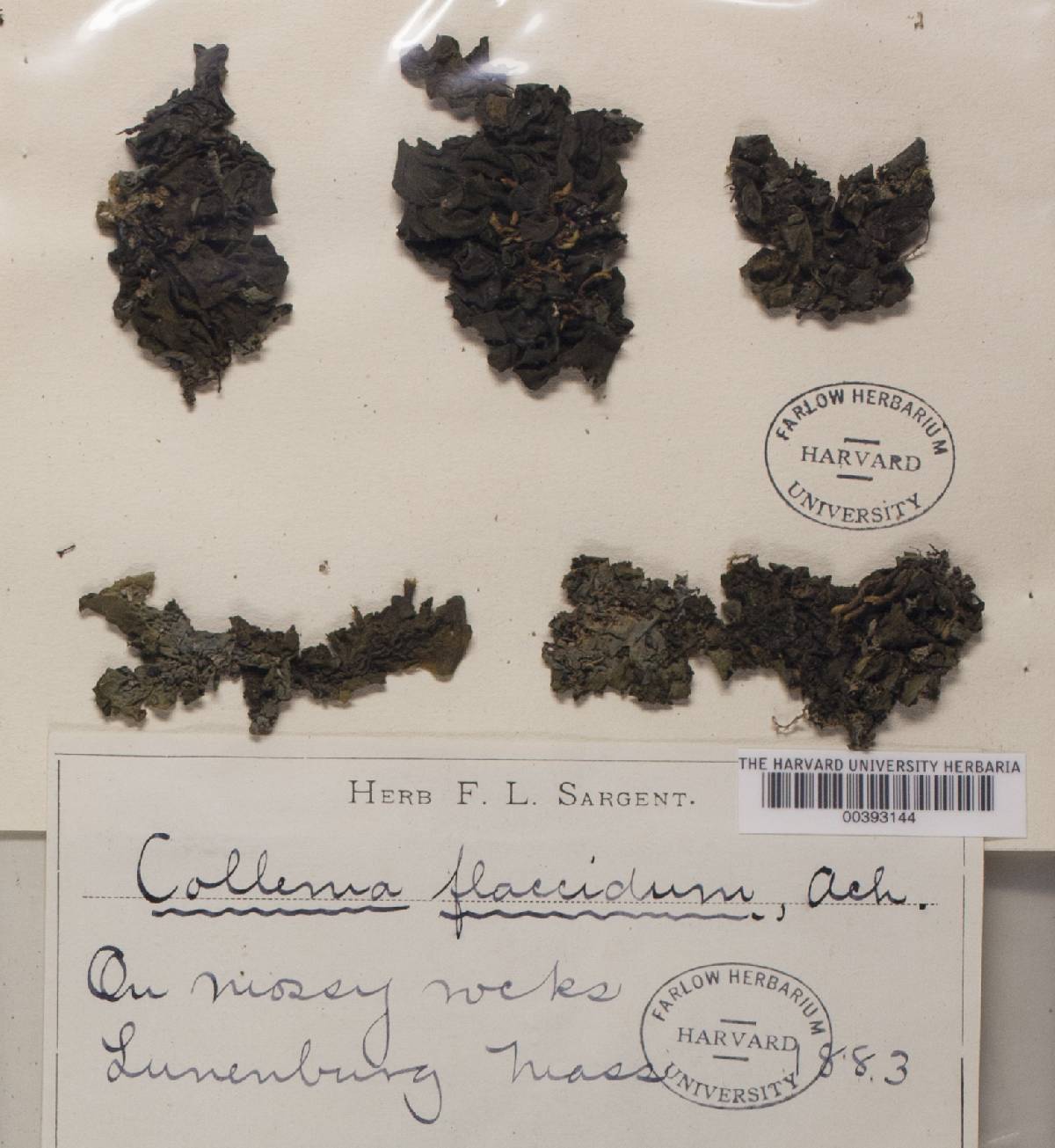 Collema flaccidum image