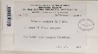 Graphis scripta image