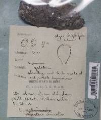Caloplaca saxicola var. miniata image