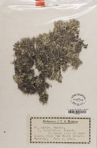 Cladonia mitis image