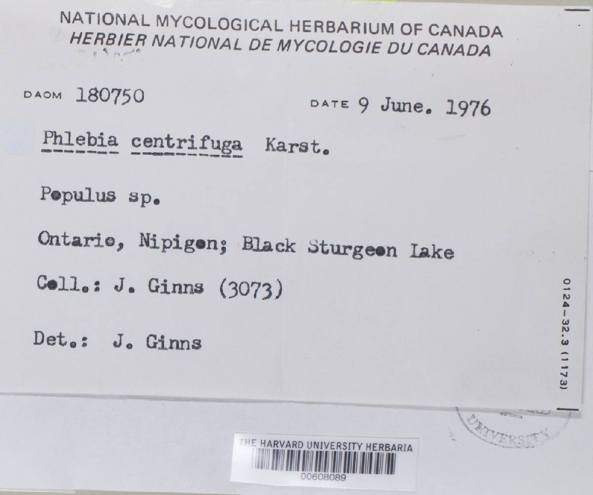 Phlebia mellea image