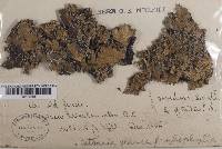 Platismatia glauca image