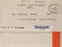Cladonia mitrula f. imbricatula image