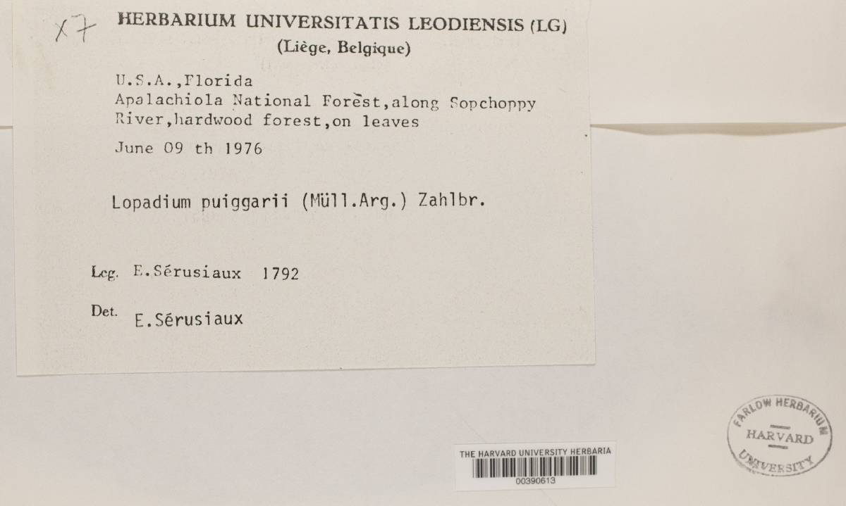 Calopadia puiggarii image