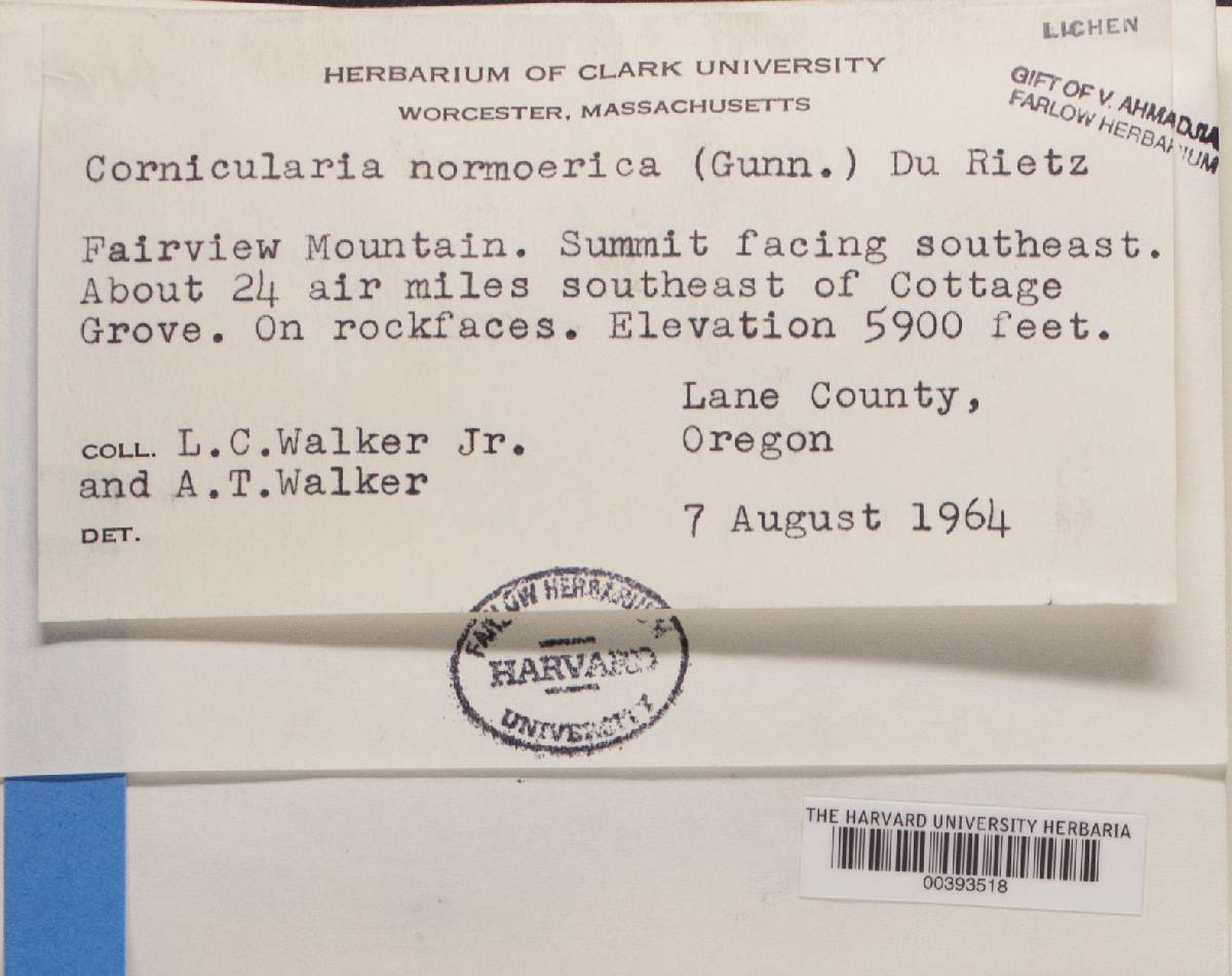 Cornicularia normoerica image