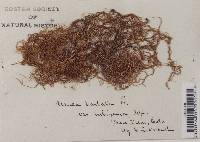 Usnea barbata image