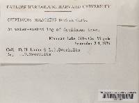 Crepidotus nephrodes image
