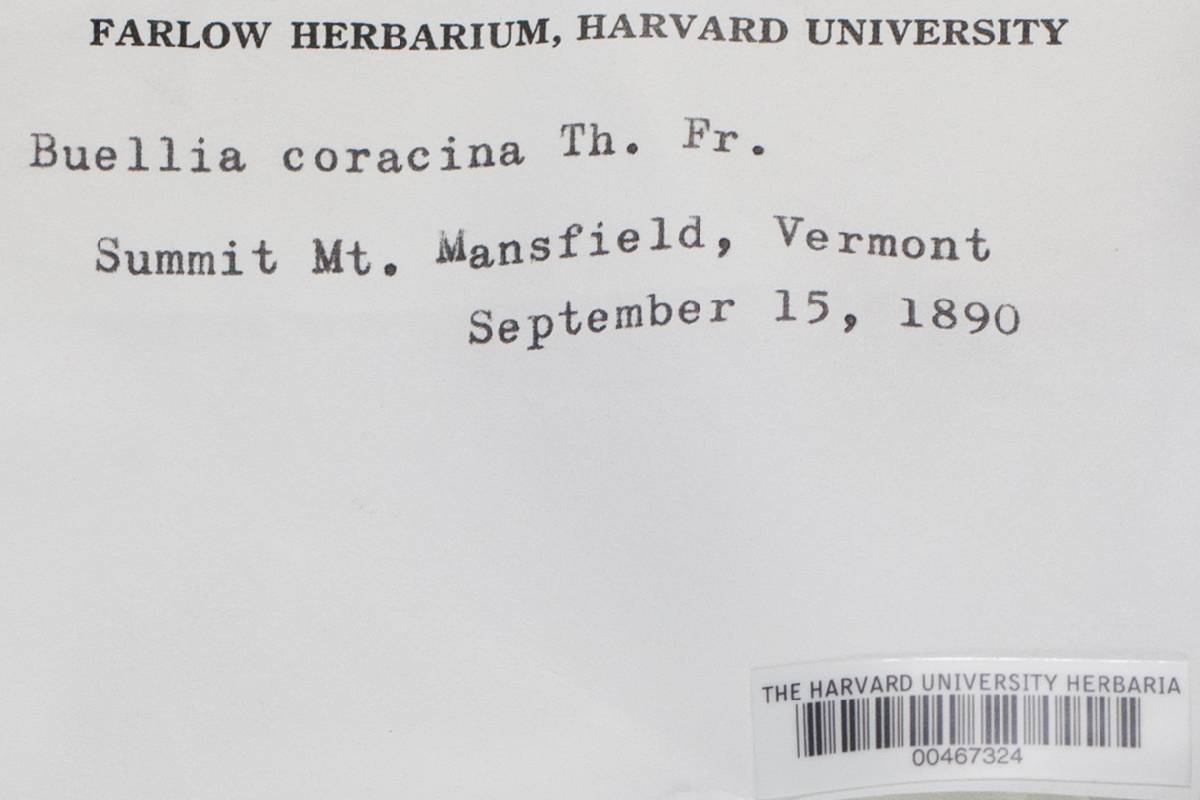 Orphniospora image