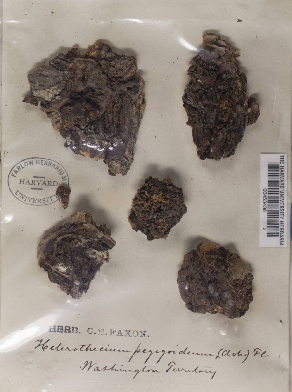 Lopadium image