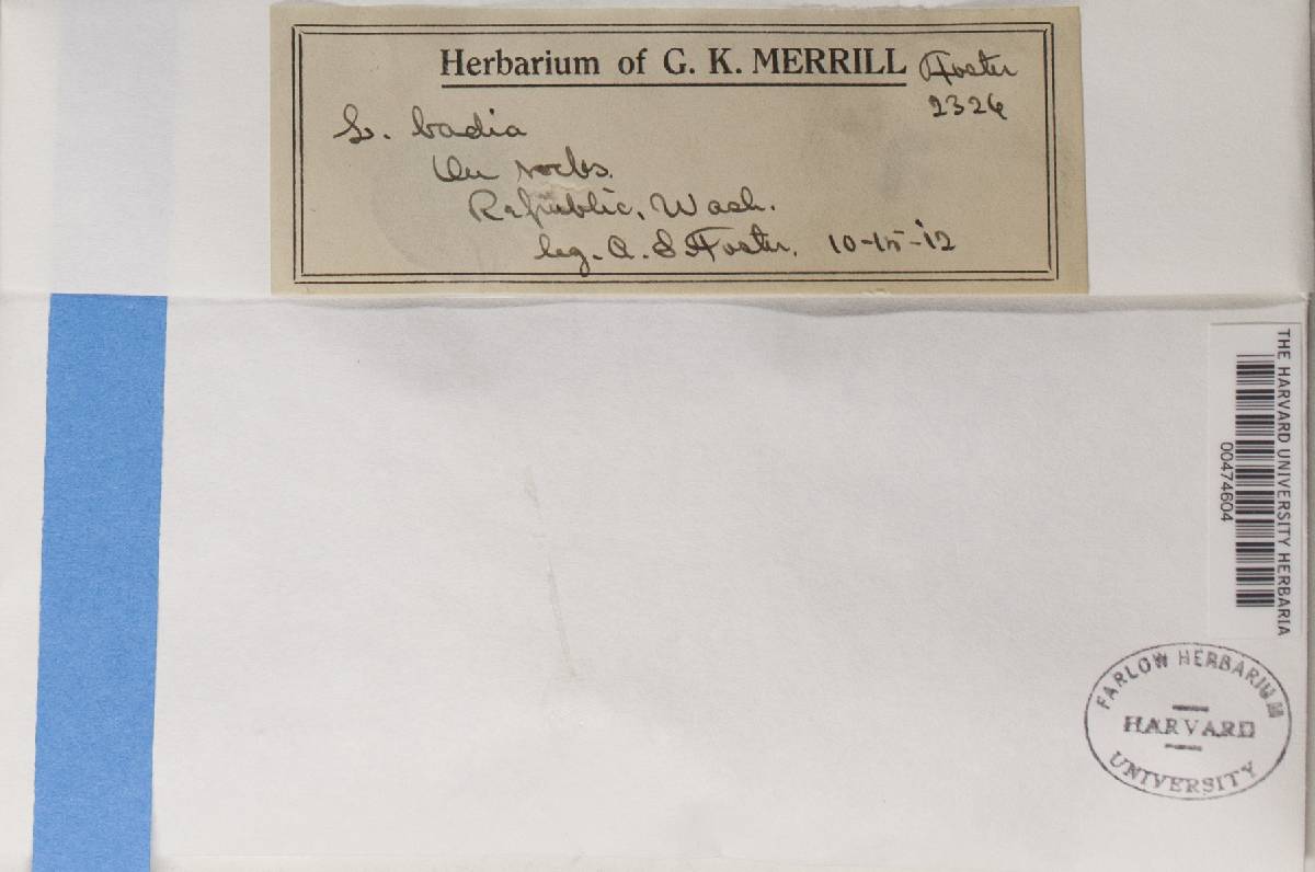 Protoparmelia badia image